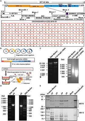 Establishment and Cross-Protection Efficacy of a Recombinant Avian Gammacoronavirus Infectious Bronchitis Virus Harboring a Chimeric S1 Subunit